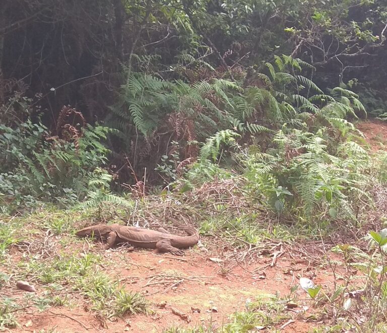 Reptiles of Nilgiris in Western Ghats forest ecosystem showing biodiversity of South India