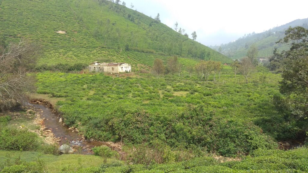 Nilgiris tea plantations in South India with misty hills and lush green estates