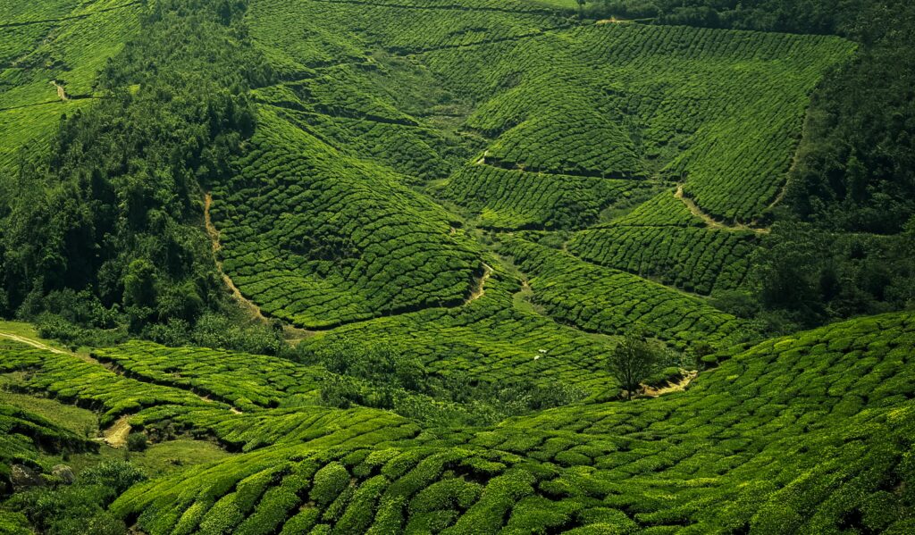 tea estate