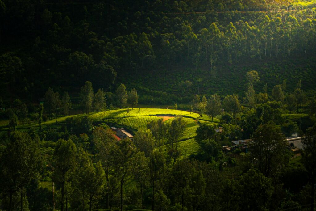 pexels ruchira nethmina 428123373 16200320